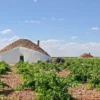 Viñedo de Tomelloso
