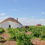 Viñedo de Tomelloso